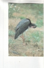Календарик 1990 Фауна птицы