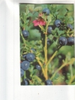 Календарик 1993 Флора ягоды черника