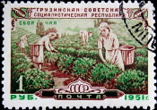  СССР 1951 год . 30 лет Грузинской ССР . Сбор чая . Каталог 6,0 € (1)