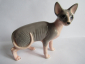 Кот сфинкс ,авторская керамика,Вербилки - вид 1