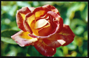 Открытка СССР 1973 г. Цветы Роза Пиккадилли флора фото. Н. Матанова чистая