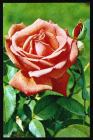Открытка СССР 1973 г. Цветы Роза Супер Стар флора фото. Н. Матанова чистая