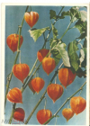 Открытка СССР 1961 г. Цветы Китайские фонарики. Физалис фото. Е. Игнатович подписана