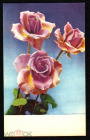 Открытка СССР 1968 г. Розы, цветы, флора. фото Е. Игнатович СХ чистая