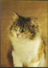 Открытка СССР 1989 г. Барсик 2, кот, фауна. фото С.Ткаченко чистая