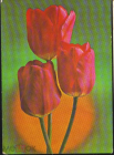 Открытка СССР 1975 г. Букет тюльпанов. фото. Г Костенко. ДМПК подписана