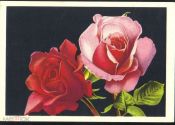 Открытка СССР 1966 г. Цветы, Красные и алаые розы. ЦФА Октообер Таллин подписана